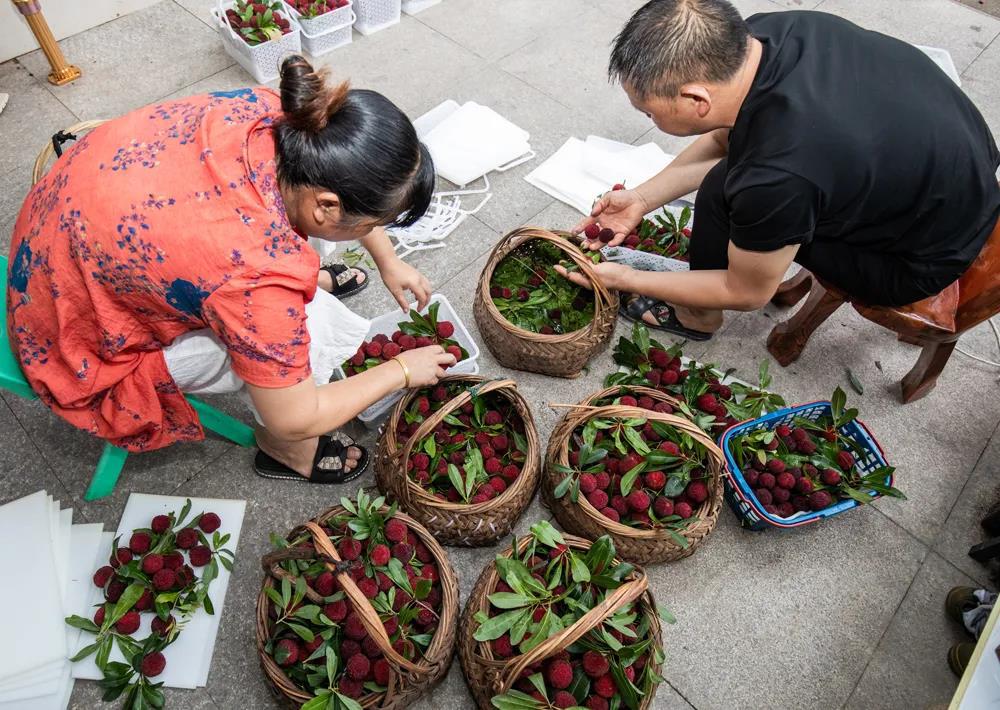 巾帼助农 以梅为媒 | 东魁杨梅节燃爆这个初夏