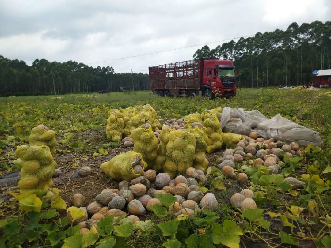 据了解,香芋南瓜是高岭屯的覃永道,覃力,覃维父子种植的,亩产2.