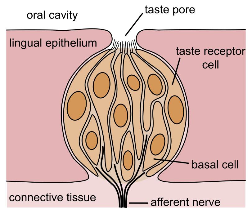 生物学家会如何研究一颗粽子
