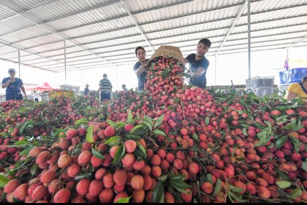 电商直播异军突起 惠阳镇隆荔枝产业越来越“甜蜜”(图2)