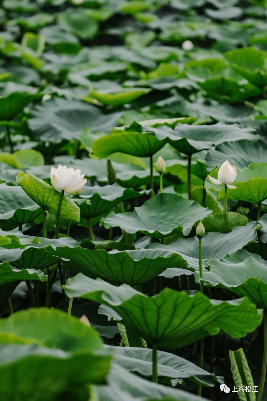 佳景藕得松江这里藏着大片荷塘你来过吗