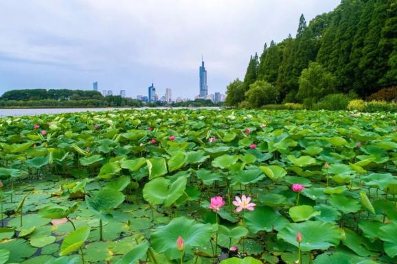 文旅营销官上线带你探秘创新周云游南京湾