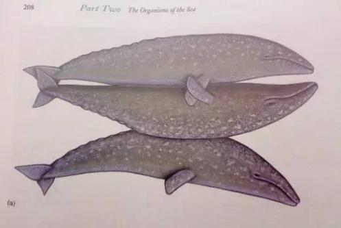 苏东坡聊星座马克吐温发明内衣扣