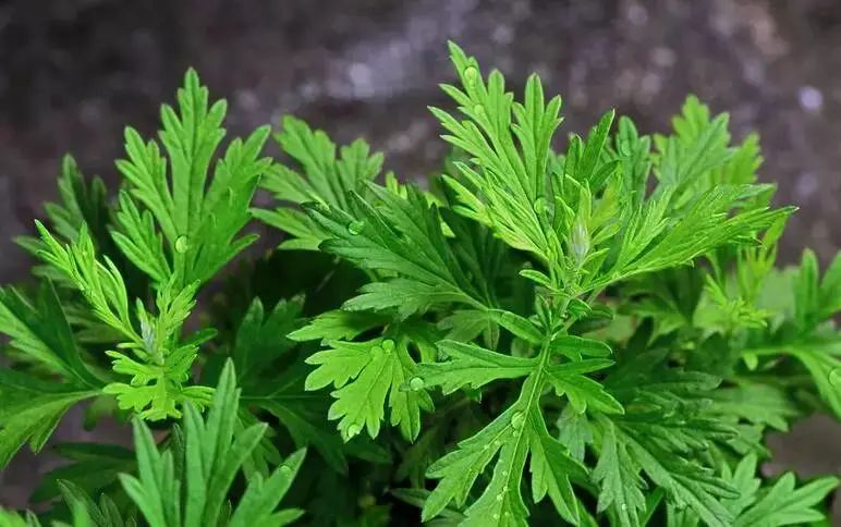 挂艾草 戴荷包 拴花绳 吃甜醅 兰州端午习俗真不少 一起放 粽 吧 政务 澎湃新闻 The Paper