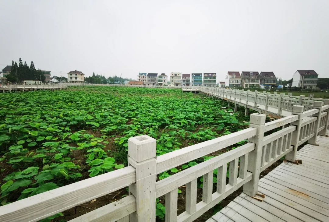 搬迁 公司金山乡下头竟藏了那么多有意思的景观不雅观 观 不雅观 观,你必定