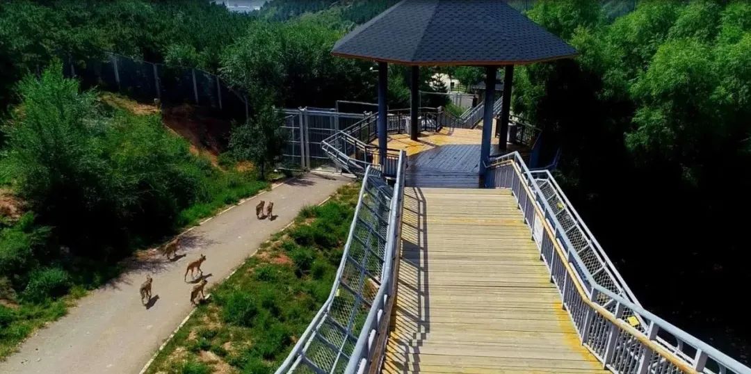 呼和浩特市大青山野生動物園