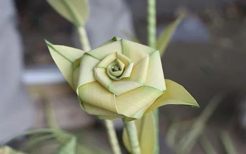 粽叶也能变废为宝!用途多多,快看看!