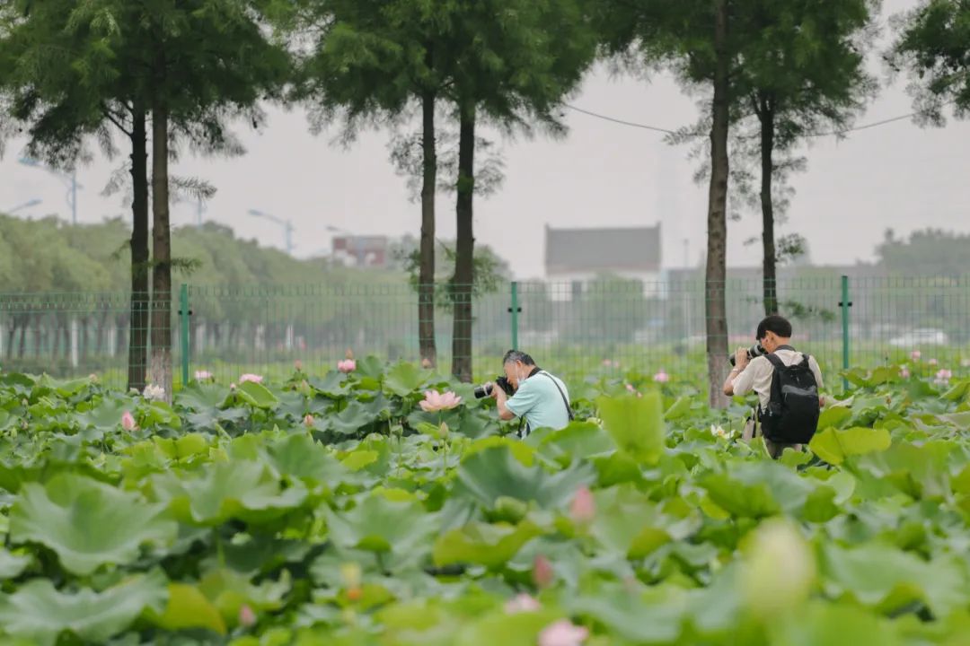 货运公司电话松江最美赏荷地图在此,赶紧收藏 →
