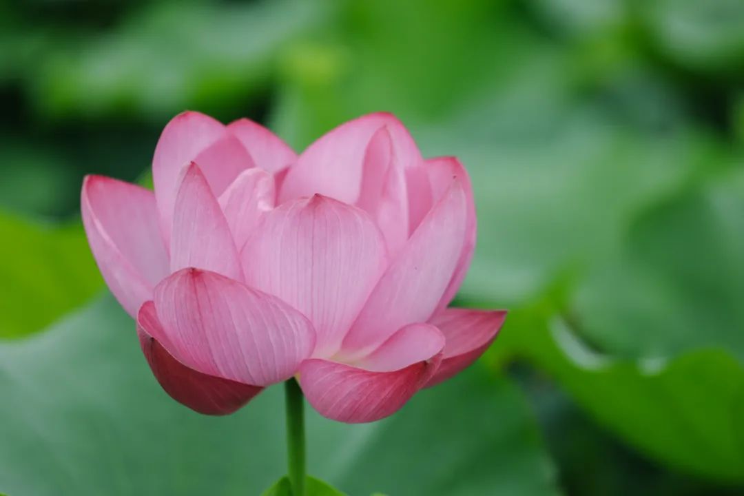货运公司电话松江最美赏荷地图在此,赶紧收藏 →