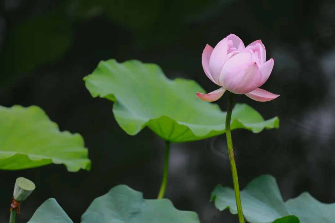 货运公司电话松江最美赏荷地图在此,赶紧收藏 →