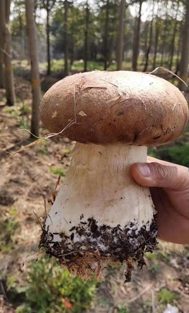 大球盖菇是食用菌的一种,又叫酒红球盖菇或者皱球盖菇,它口感细嫩