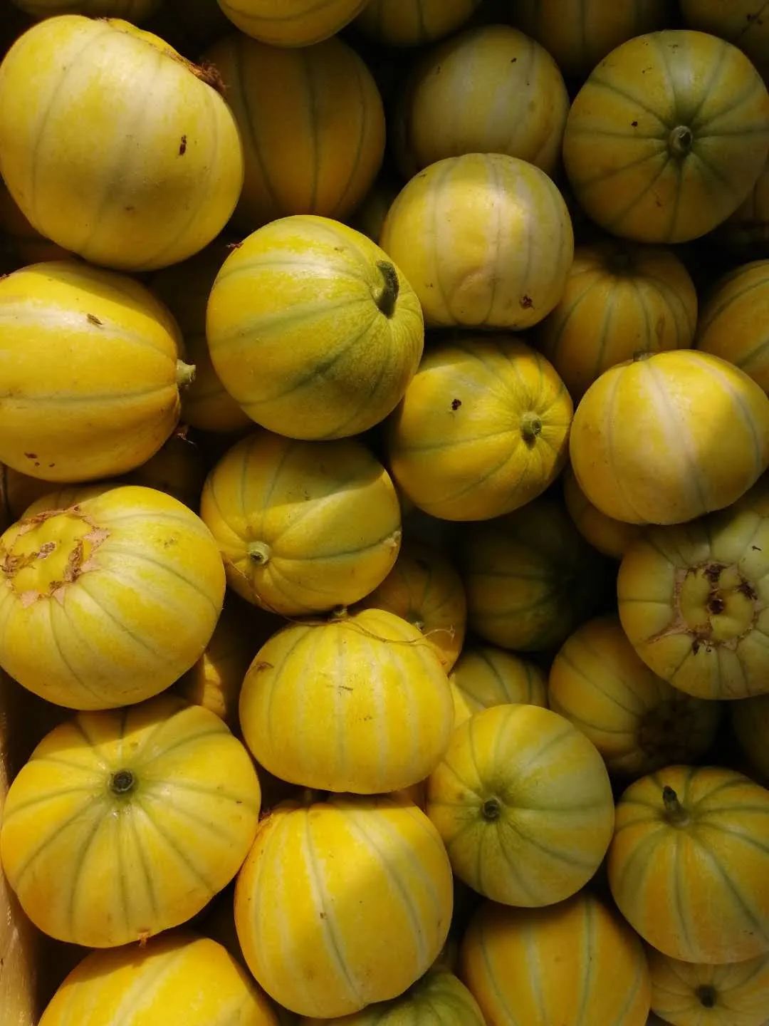 百年亭林雪瓜的姐妹黄金雪瓜上市口感不逊于