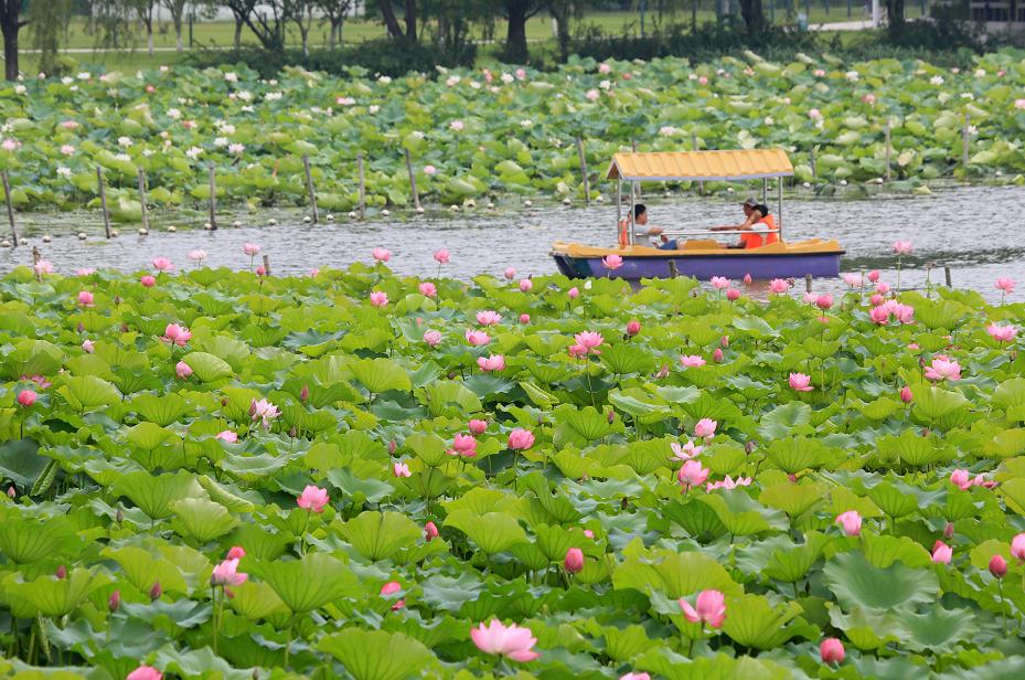 轻风从湖面吹来荷香,别有一番滋味与荷仙姑莲美人们零距离接触忍不住