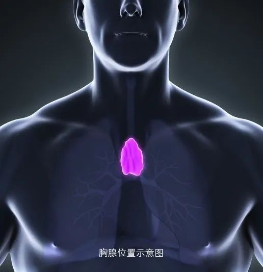 胸腺位置图片图片