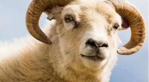 实力与颜值并存的羊你pick哪一只