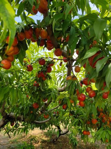 巨鹿串枝红杏,因果实红艳,密集成串,故取名为"串枝红杏".