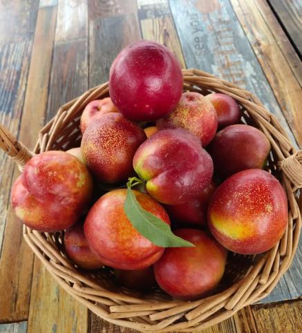 来吃巨鹿县串枝红杏熟透了