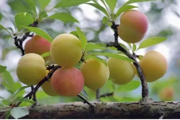 错过等一年重庆高新区夏季水果采摘地图来了