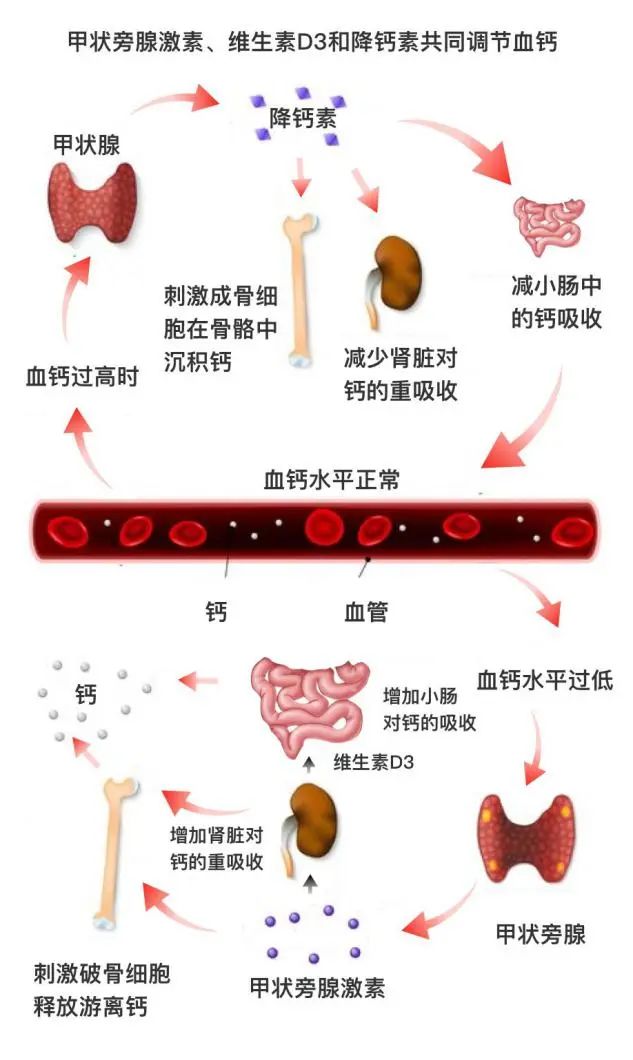 因为这些东西都影响到人体钙的代谢,我会不会是因为钙代谢出问题了才