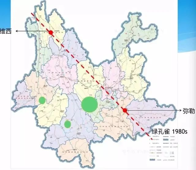 中国确实有野生的孔雀分布"我们中国是有孔雀