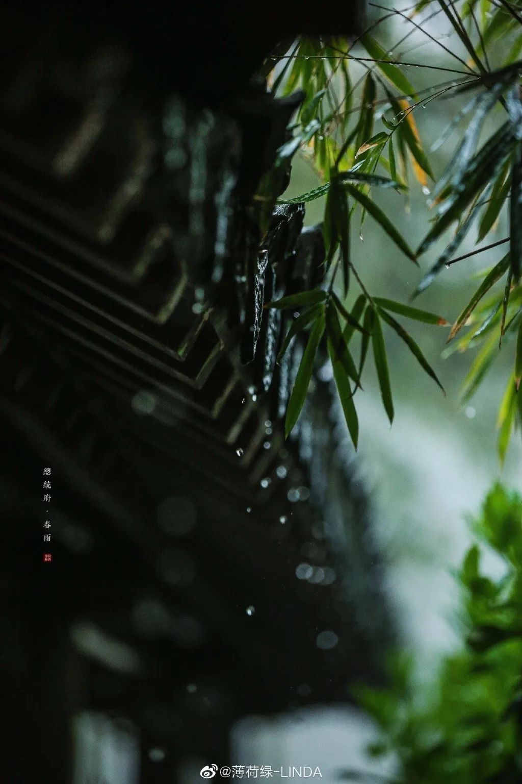 都能感受到中国的诗意从屋檐滴下的一线水珠里总统府也是个听雨好去处