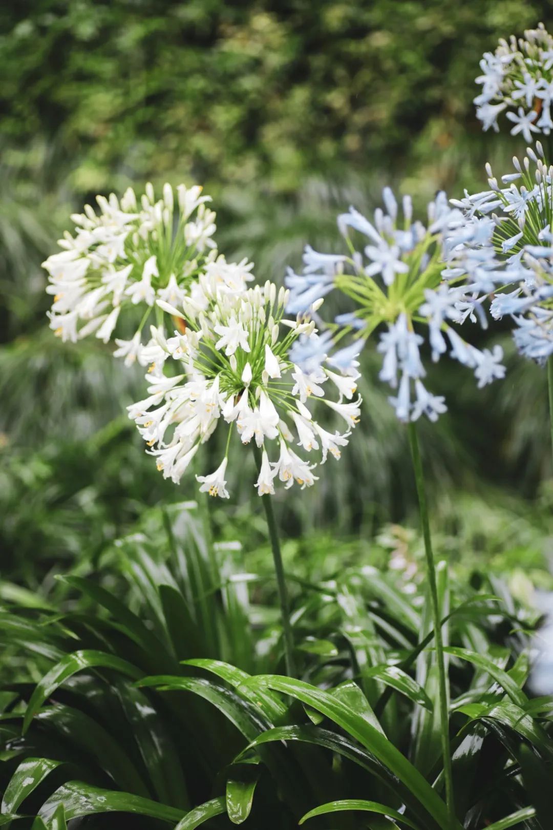 夏日里的小清新,方塔园百子莲进入盛花期
