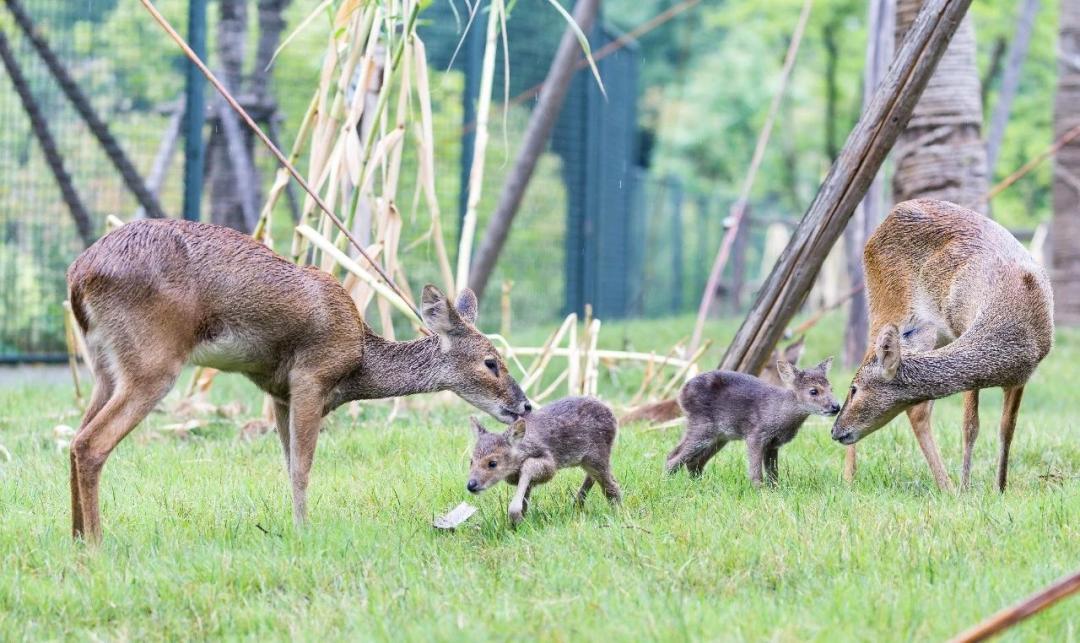 上海的土著居民獐你见过吗