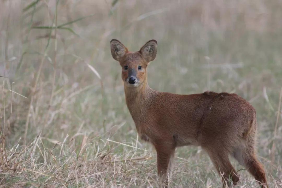 上海的土著居民獐你见过吗