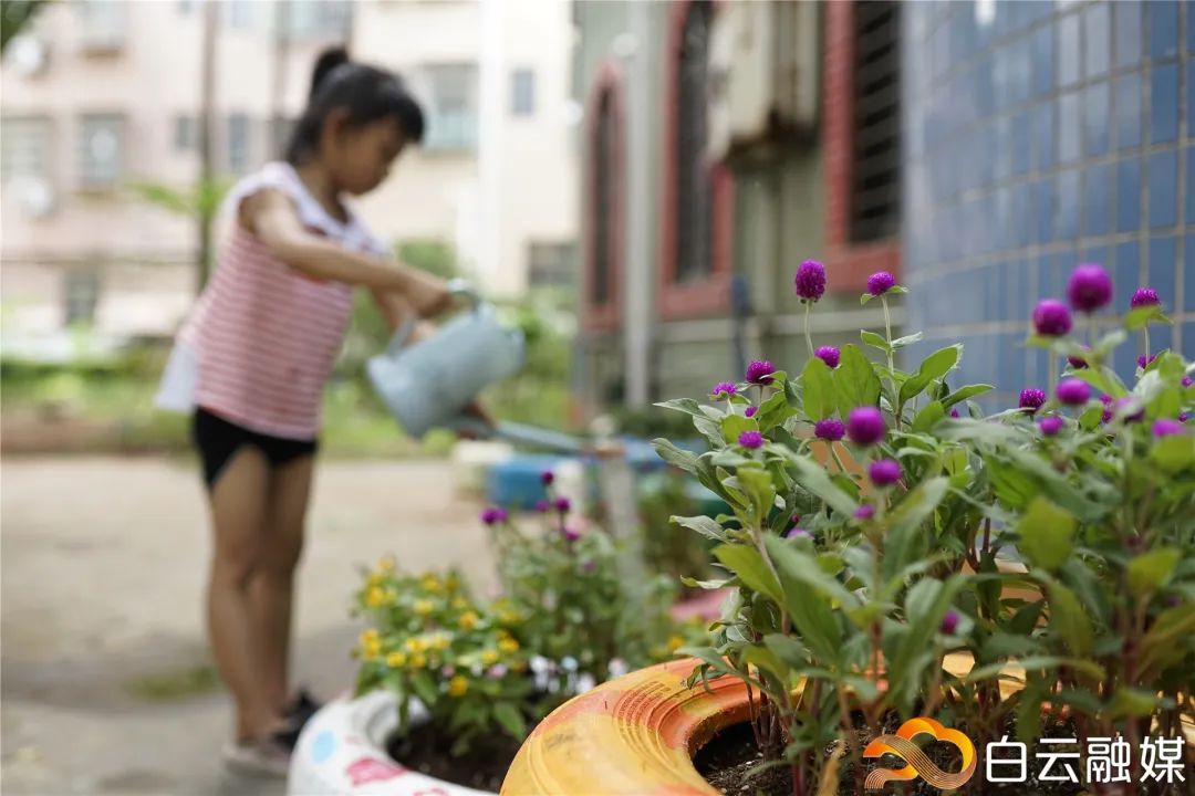 用一块荒地 建一乡村花园 夏良村人人成 园丁 媒体 澎湃新闻 The Paper