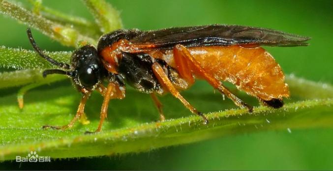 柳瘿叶蜂又叫柳厚壁叶蜂,是一种主要危害柳树的园林害虫.