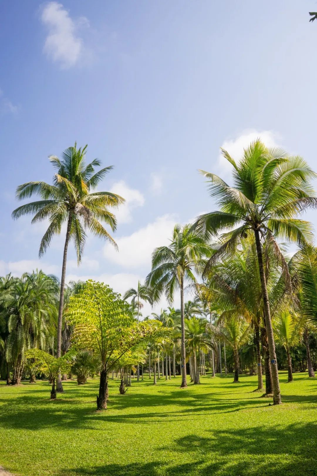 「a爆的景区」神秘又令人向往的西双版纳热带植物园,来了!