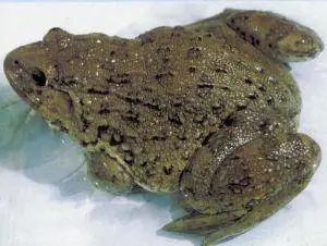 以案说法那个非法捕猎木槐的男子被判刑了