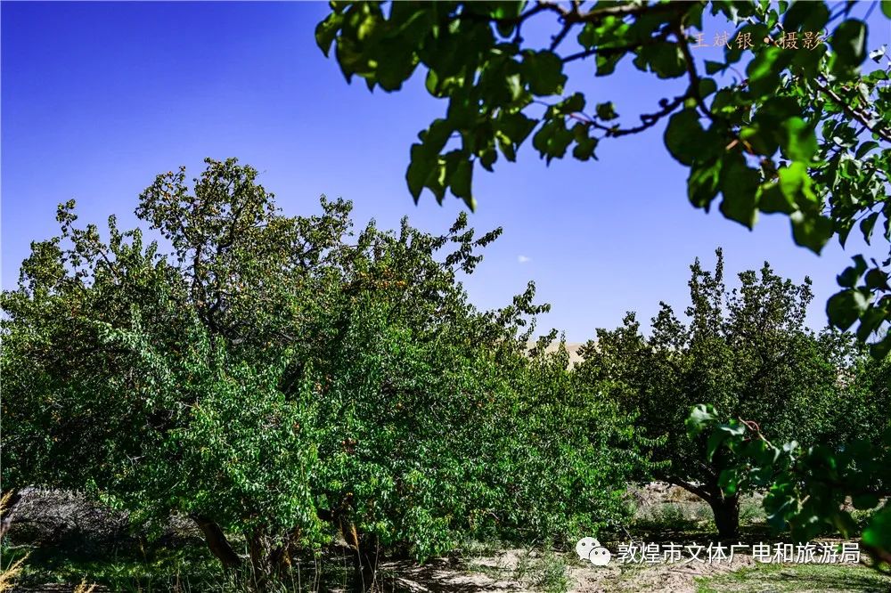 【甘肃敦煌】水果之王—李广杏陆续成熟上市