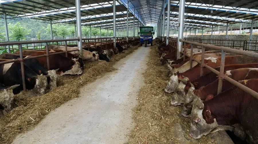 【千名记者一线行】九龙村:养牛专业合作社,助农增收牛气足
