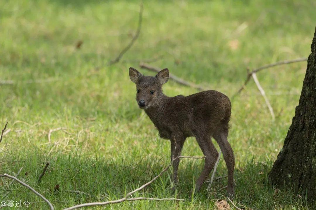 上海的土著居民獐你见过吗