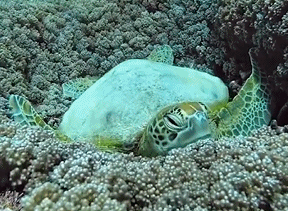 【海洋科普】明明一点都不绿！为什么叫绿海龟？