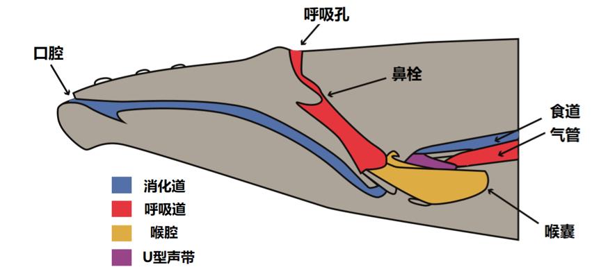 人口呼吸系统_呼吸系统