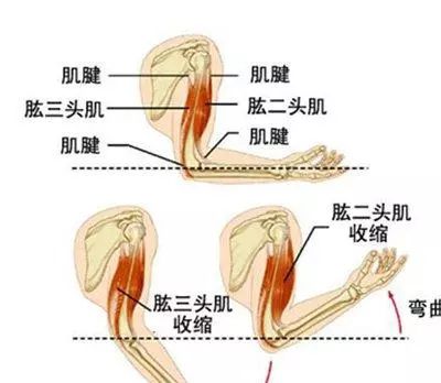 胳膊在哪个位置图片图片