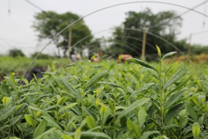 脫貧攻堅巾幗行動朱臘梅育苗種植茶葉助貧困戶就業增收