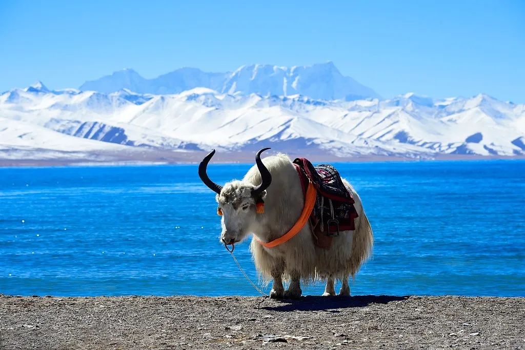 青藏高原上仅存的冰期动物牦牛