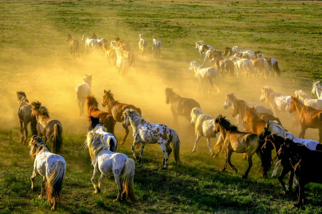 乘风破浪的蒙古马