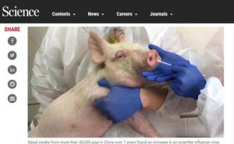 发现“新型猪流感病毒”，真会大流行吗？