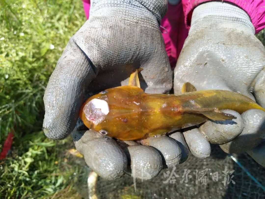 就清理出来52件非法捕具,长度约2500米,当场从捕具中解救放生鱼,虾,螺