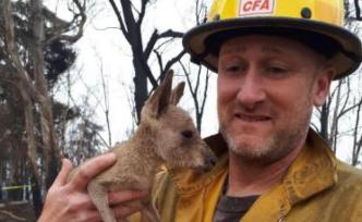 澳洲大火已经过去，可动物们却无家可归