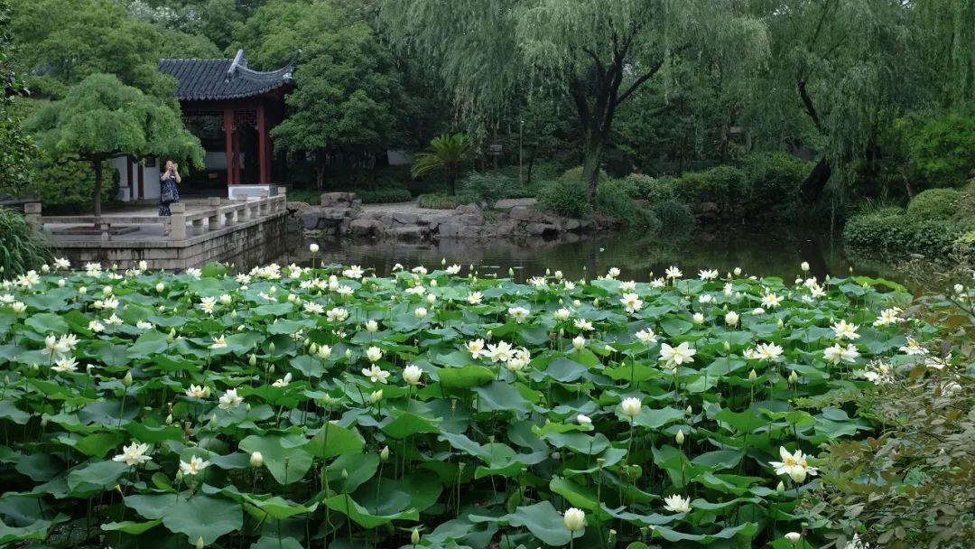 荷花基地 ﹏﹏﹏﹏﹏﹏﹏﹏﹏﹏﹏﹏﹏﹏﹏﹏﹏﹏﹏﹏﹏﹏ 来源:上海