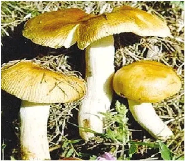 警惕有市民因吃毒蘑菇入院这样的蘑菇别采更别吃↘
