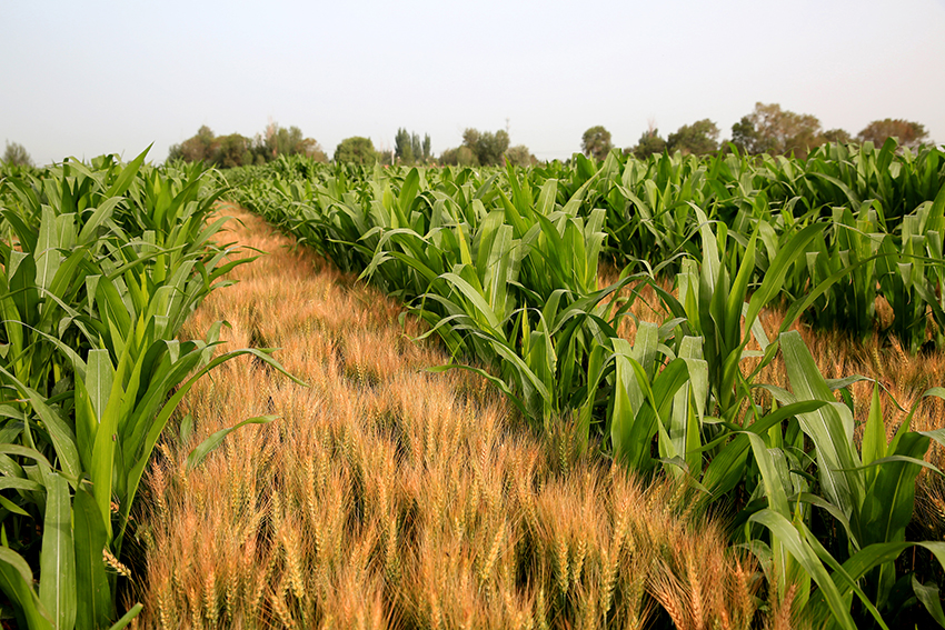 甘肃甘州:玉米套种小麦丰收在望