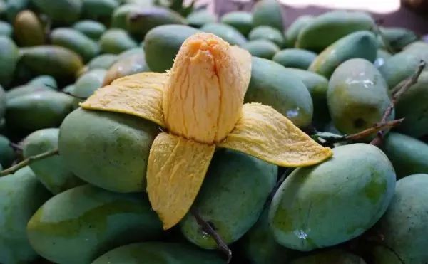 年产量达5000多吨个旧这里的金果果飘香迎客来