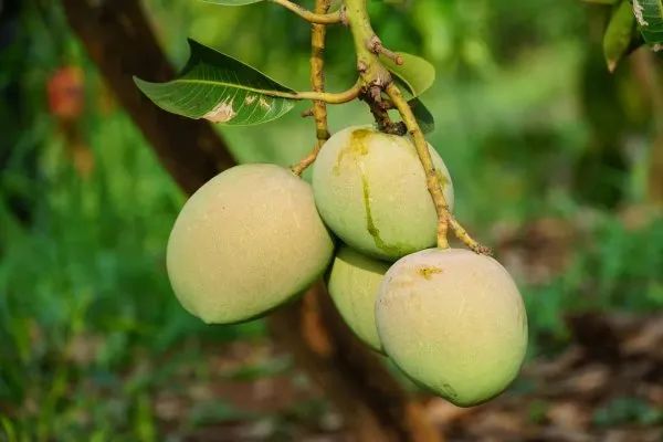 年产量达5000多吨个旧这里的金果果飘香迎客来