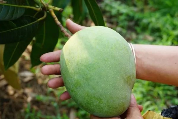 年产量达5000多吨个旧这里的金果果飘香迎客来